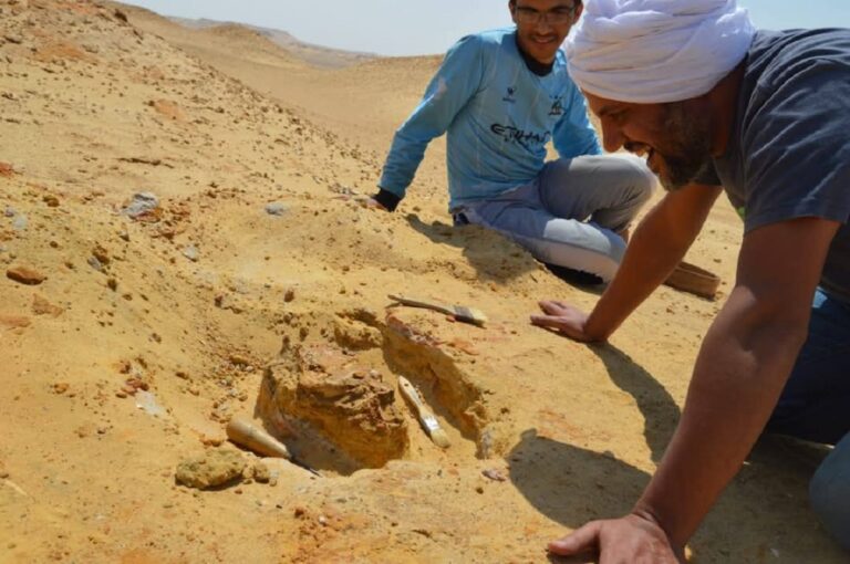 Discovery of Bastetodon in Fayoum