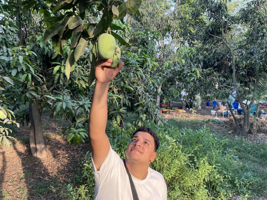 Mango picking