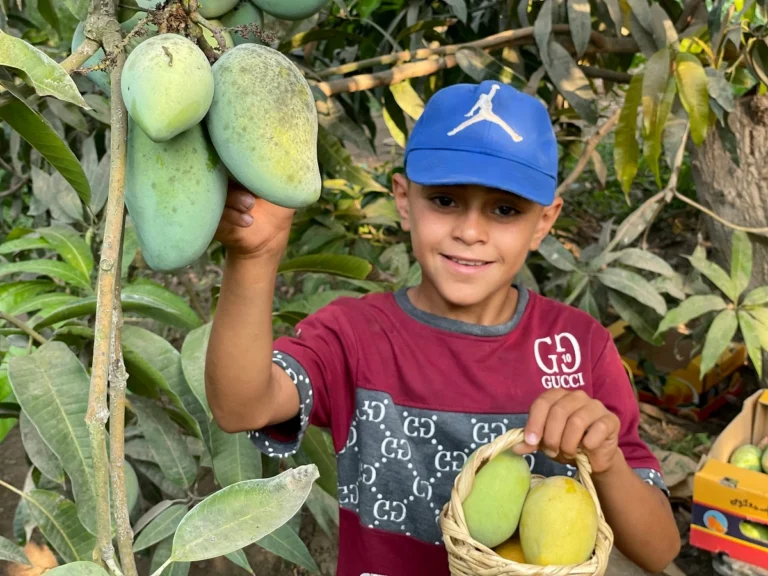 Mango tourism in Ismailia