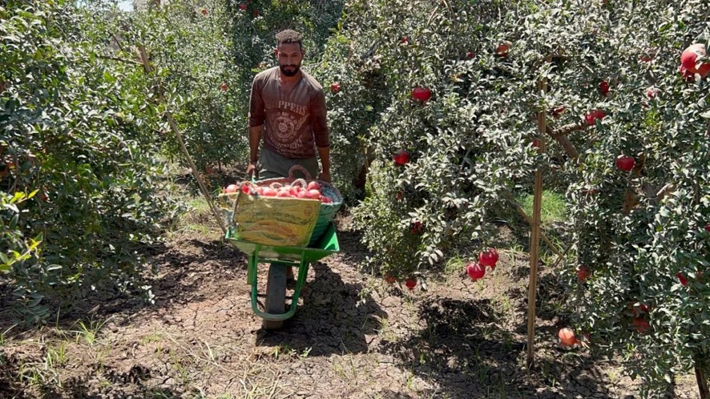 Pomegranate harvest season