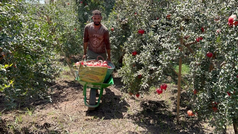 Pomegranate harvest season