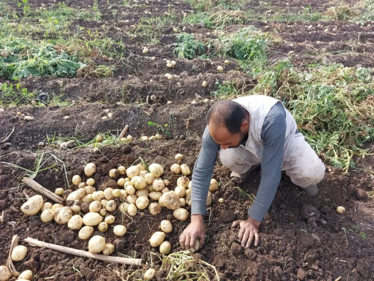 Potato Weddings: How Egypt’s Harvest Season Fuels Marriage Celebrations in Rural Minya Potoato1