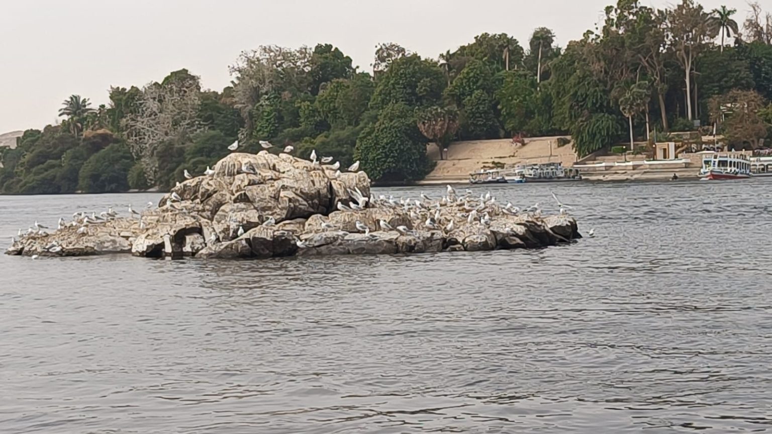 birds1