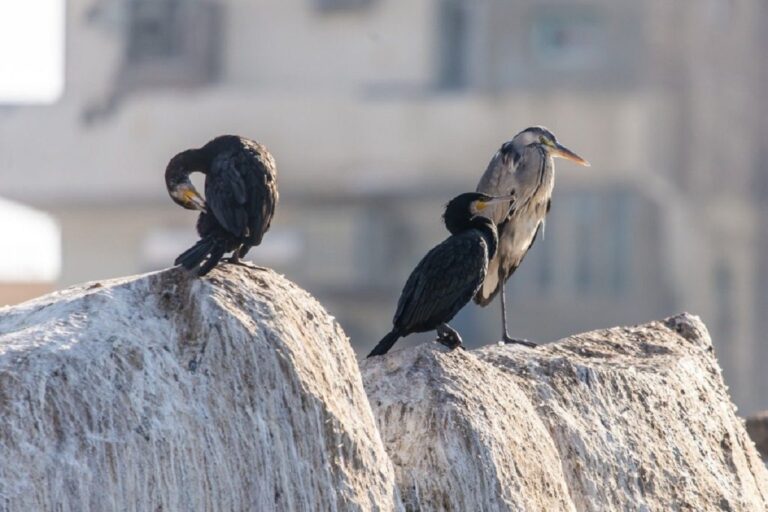 birdstop