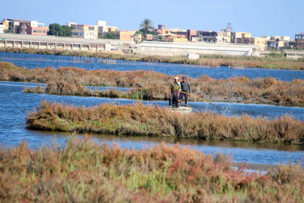 wetlands 2