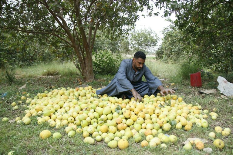 Guava harvest season - Photo: Abul-Hassan Abdelsattar
